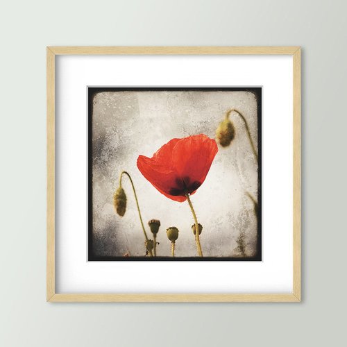 Papaver - impression d'art 30x30cm - signé et numéroté