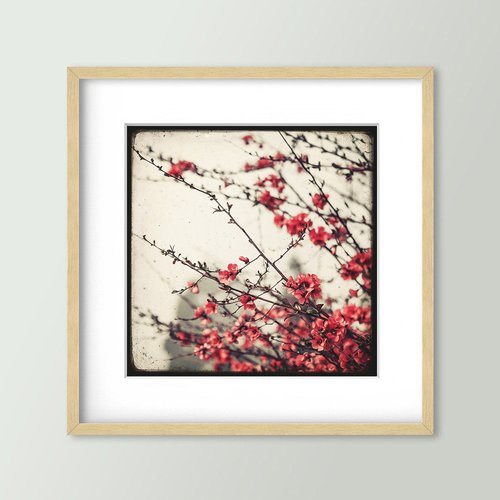 Cognassier du japon - impression d'art 30x30cm - signé et numéroté