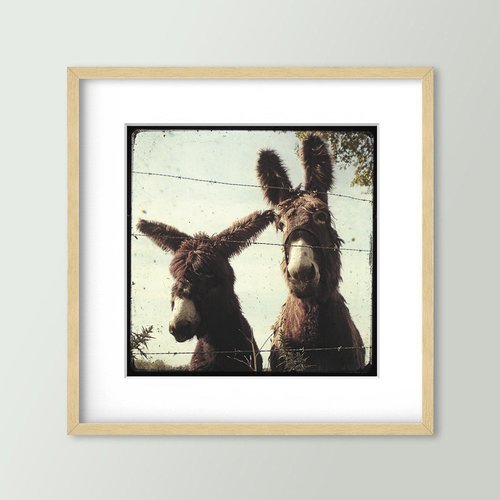 Les deux baudets - impression d'art 30x30cm - signé et numéroté