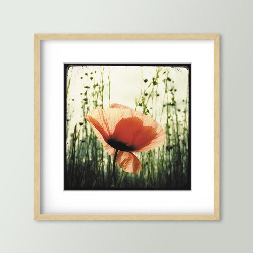 Eclosion de coquelicot - impression d'art 30x30cm - signé et numéroté