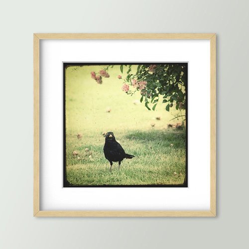 Merle et rosier - impression d'art 30x30cm - signé et numéroté