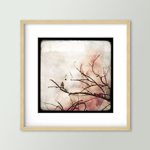 Mésange sur la branche - impression d'art 30x30cm - signé et numéroté