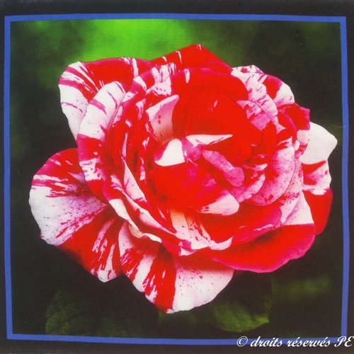 Coupon tissu patchwork grande vignette rose n 3, pour coussin, sac, patchwork , couture, quilting,  décoration  