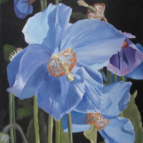 Fleurs de pavots bleus, peinture florale à l'huile