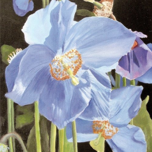 Carte d'art carrée fleurs de pavots bleus