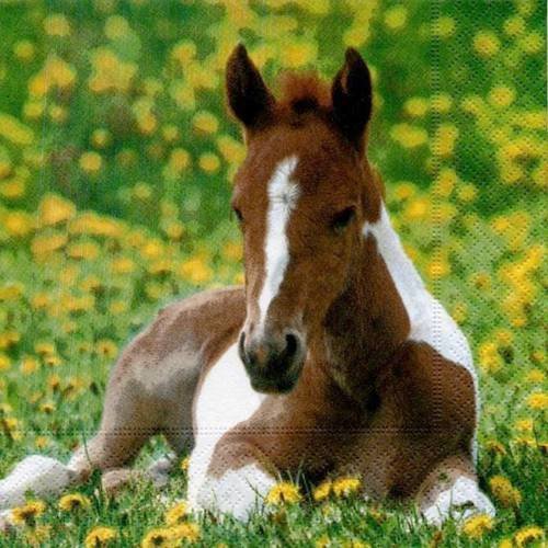 Serviette En Papier Poulain Cheval Couche Dans La Prairie En Fleur Un Grand Marche