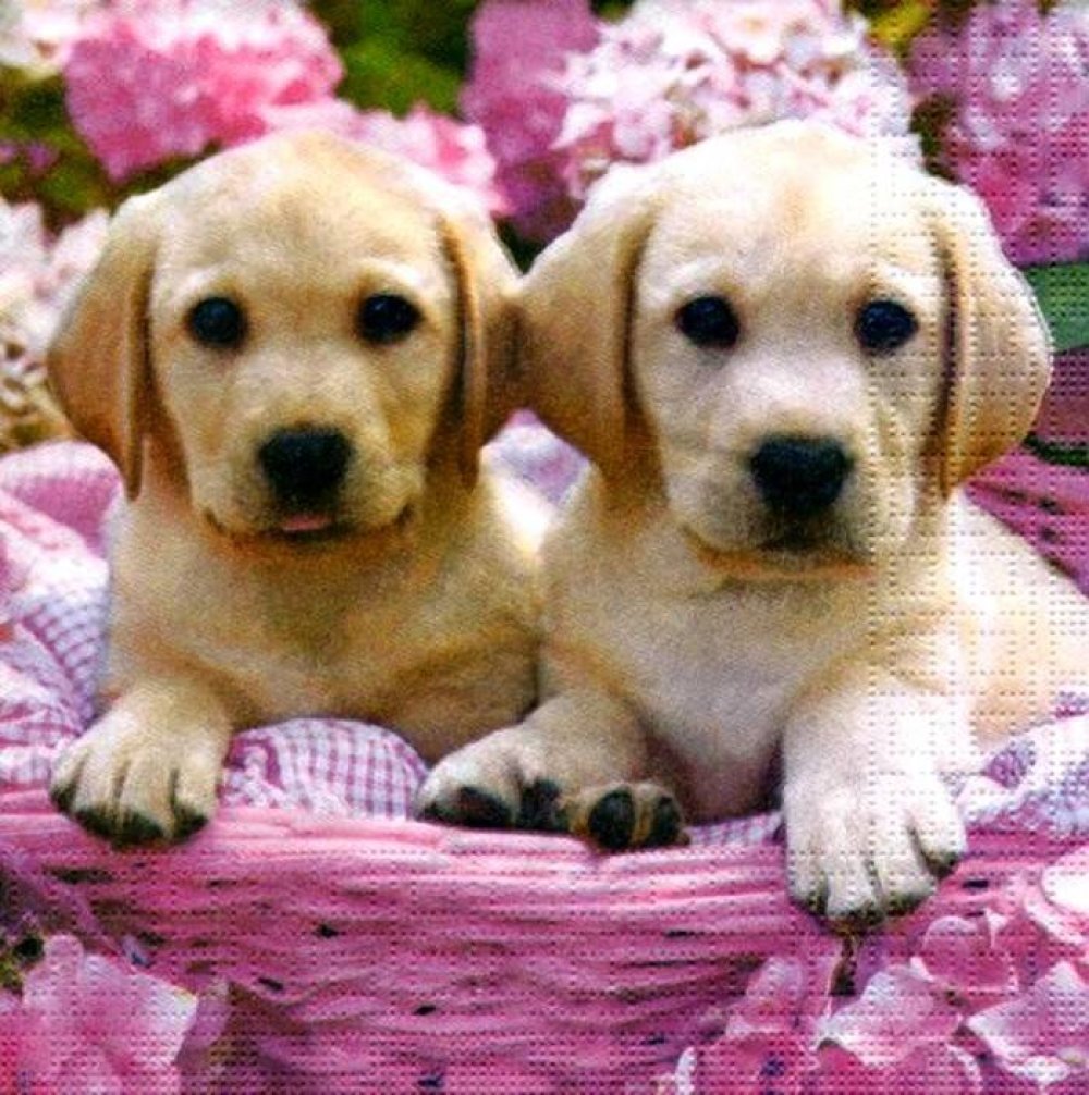 Serviette En Papier Chien Chiot Dans Un Panier Rose Un Grand Marche