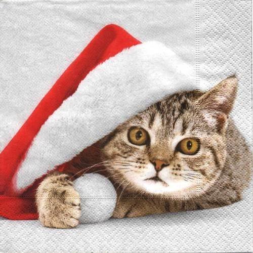 Serviette En Papier Chat Tigre Avec Son Bonnet De Noel Un Grand Marche