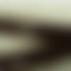 Ruban skai traversant organza marron, 25 mm