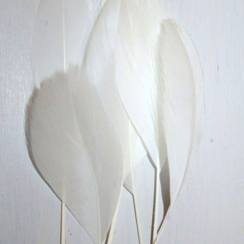 5 plumes blanche 15 cm