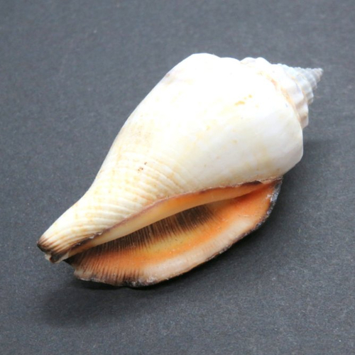Coquillage de mer naturel lambi gris blanc marron