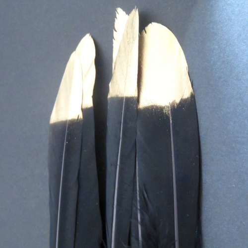 5 plume naturelle noire et or 13 -16 cm