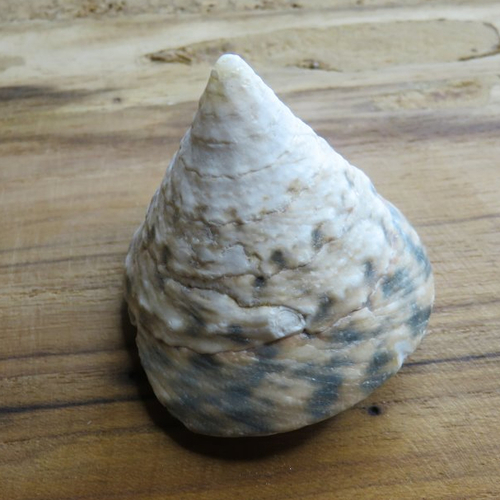 Coquillage de troca verte coquille de mer verte beige de forme conique