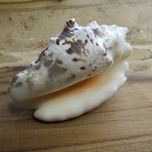 Coquillage de mer naturel lambi