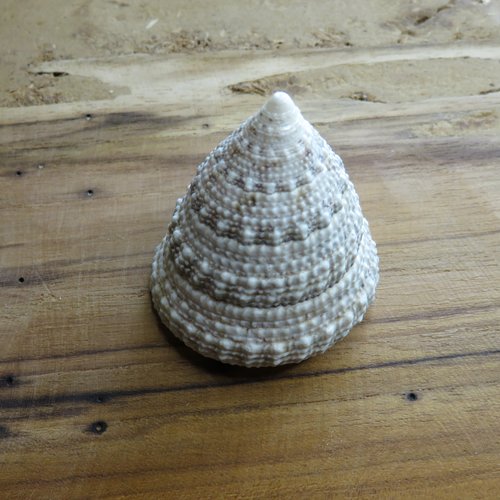 Coquillage de troca grise coquille de me de forme conique