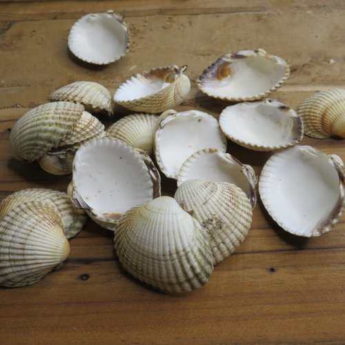 40 coquillages coques non percés naturels 30 ~ mm