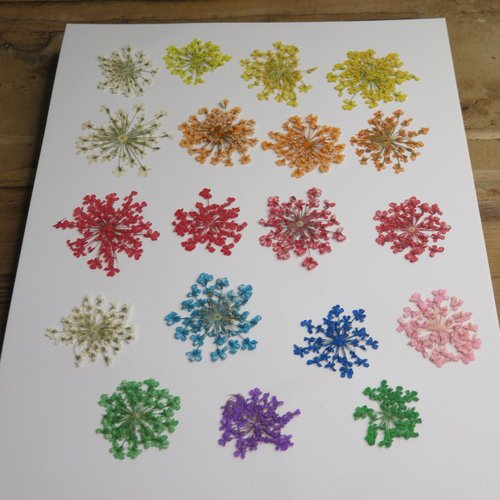Lot de 20 fleurs séchées dentelle minoenne, fleurs pressées