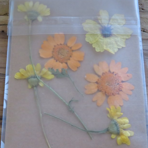 Lot de 6 fleurs séchées, fleurs pressées