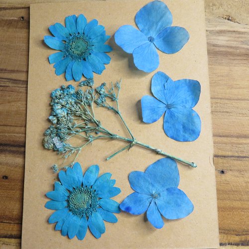 Lot de 6 fleurs séchées bleues, fleurs pressées