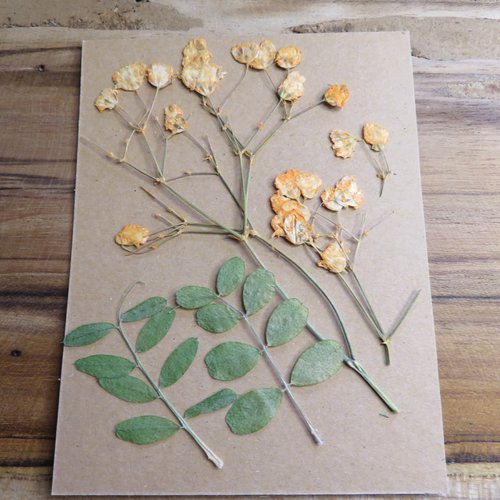 Lot 3 fleurs orange séchées 2 branches, fleurs pressées