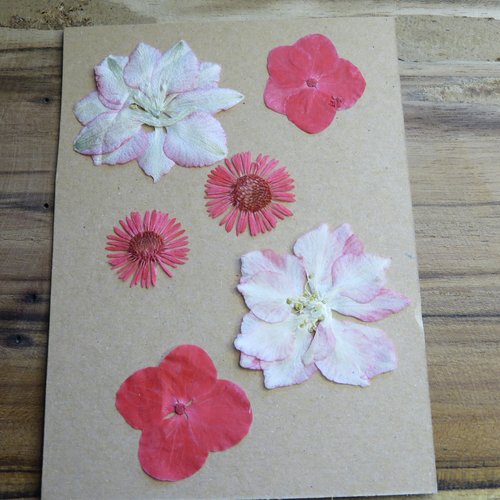Lot de 6 fleurs séchées rouge, rose, fleurs pressées