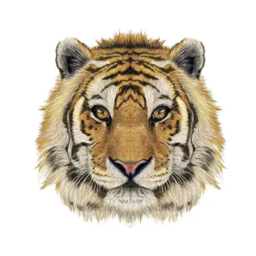 Transfert thermocollant - tigre - 22 cm x 21.2 cm