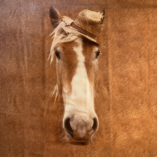 Panneau cheval brun stenzo label oeko tex
