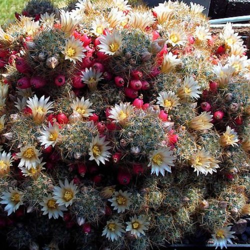 1 mini plant de cactus ammillaria prolifera à fleurs jaune à fruit rouge livré en mini pot de 45mm à 1 lob  pour terrarium