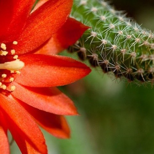 Lobe de cactus sans racines aporocactus chamaecereus silvestrii pour balcon