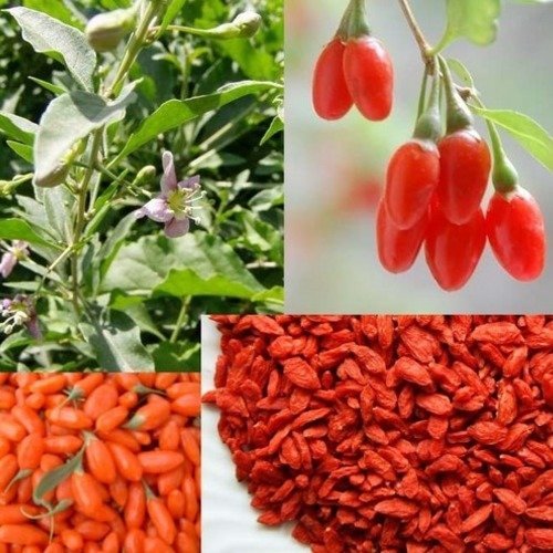 Goji berry lycium barbarum wolfberry 50 graines fruit vivace seeds sementes