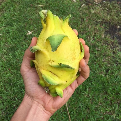 Bouture de fruit du dragon exotique jaune intérieur blanc hilocereus pitaya pitahaya sans racine