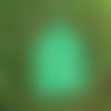 Bonnet vert, adulte