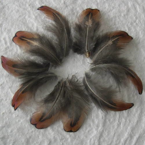 Lot n° 713 - 10 plumes de faisan 4 cm. non traitées 
