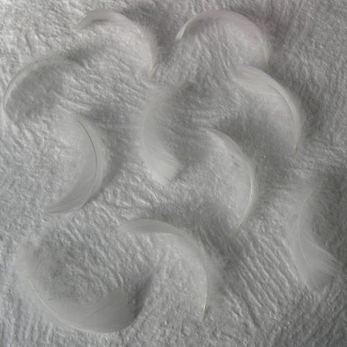 Lot n° 656  - lot de 10 plumes d'oie blanches 8 - 10 cm. 