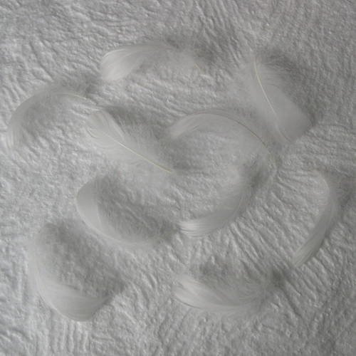 Lot n° 655  - lot de 10 plumes d'oie blanches 8 cm. 