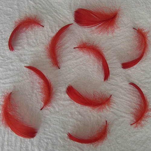 Lot n° 647  - lot de 10 plumes d'oie teintées  8 cm. 