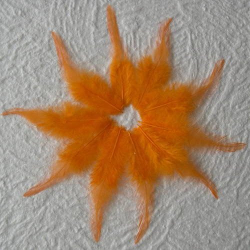 Lot n° 582 - lot de 10 plumes longues de coq  11  cm. 