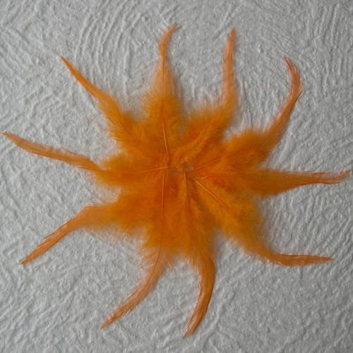 Lot n° 581 - lot de 10 plumes longues de coq  13 - 14  cm. 