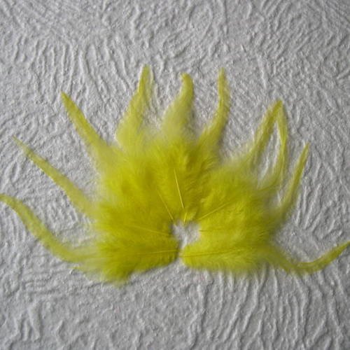 Lot n° 572 - lot de 10 plumes longues de coq  10 - 11 cm. 
