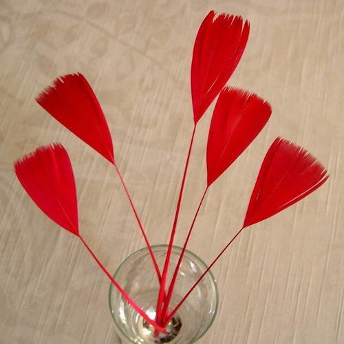 Lot n°461-  5 plumes de coq filant de couleur rouge 
