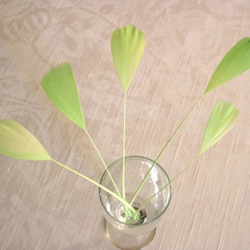 Lot n°458 -  5 plumes de coq filant de couleur vert celedan 