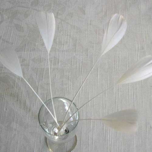 Lot n°447 -  5 plumes de coq filant de couleur blanc 