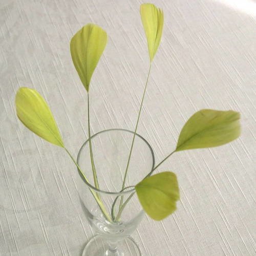 Lot n°434 -  5 plumes de coq filant de couleur vert anis 