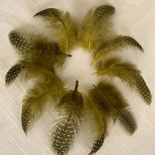 Lot n°267 - plumes de pintade 6-8 cm. 