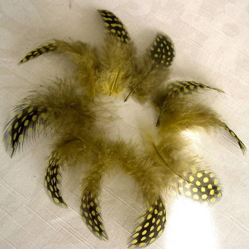 Lot n°264- plumes de pintade 5 -6cm. 