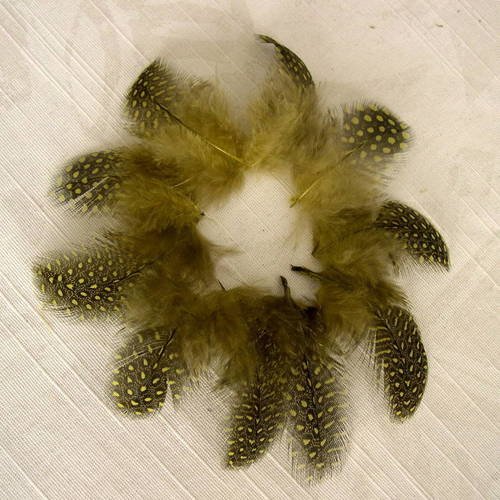 Lot n°262- plumes de pintade 4-5 cm. 