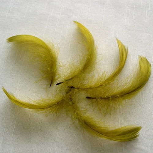 Lot n°228 - 6 plumes d'oie env. 10 cm. 