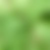 Plume de dinde vert (8 cm et +)