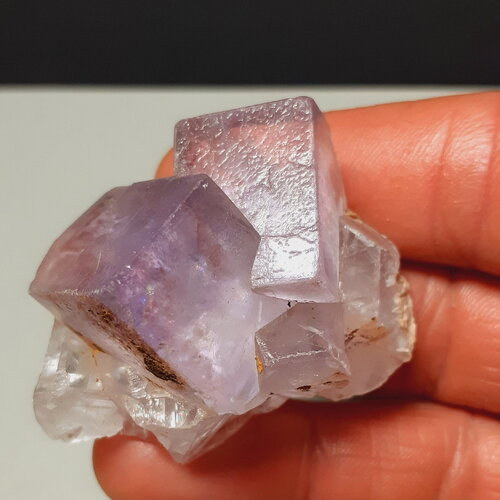 Fluorine violette, maroc