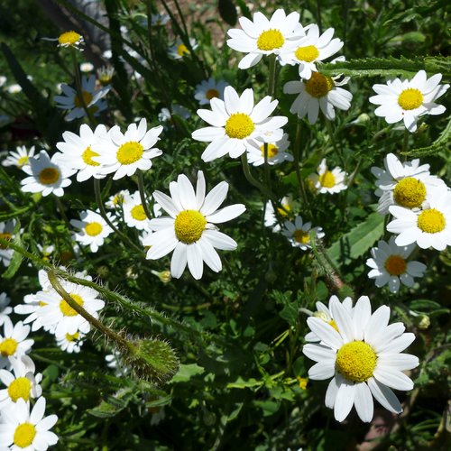 Commande réservée à caroline